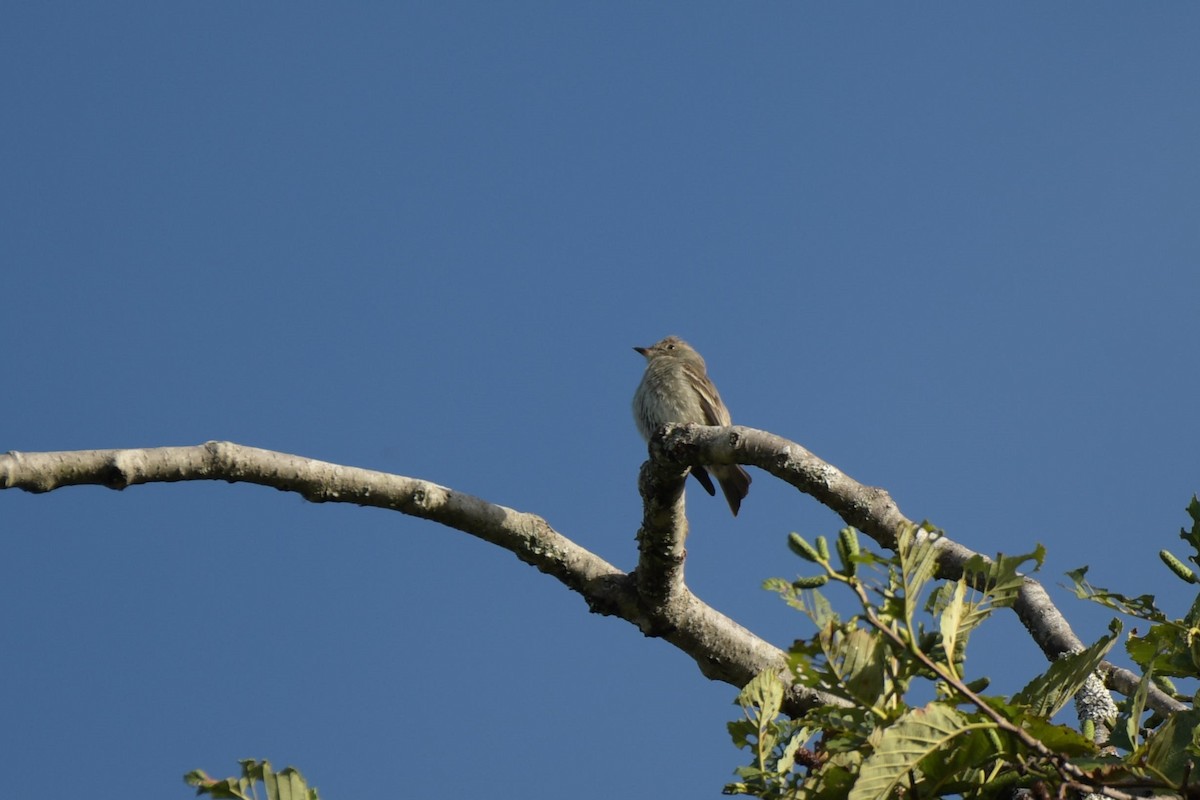 Western Wood-Pewee - Kelly Kirkpatrick