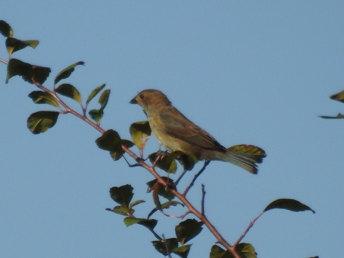 Indigo Bunting - ML609099723