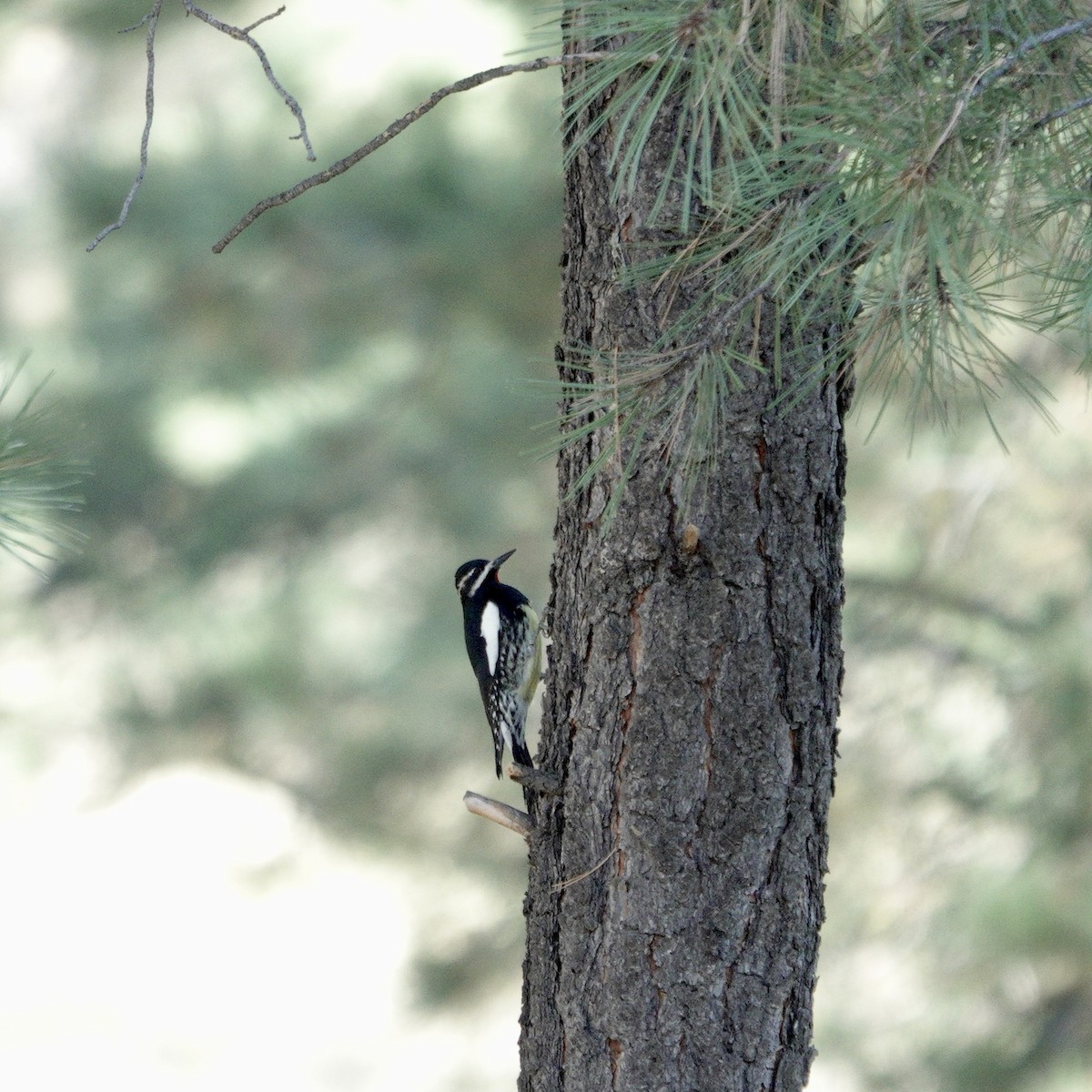 Williamson's Sapsucker - ML609099803