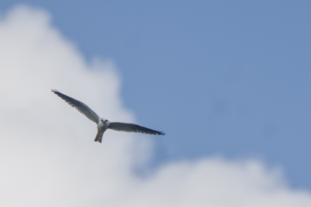 White-tailed Kite - ML609099815