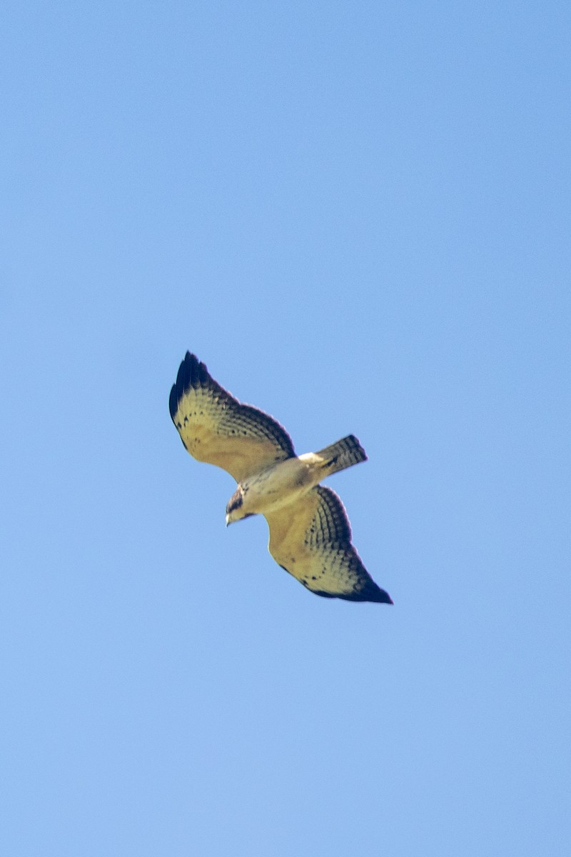 Short-tailed Hawk - ML609099870