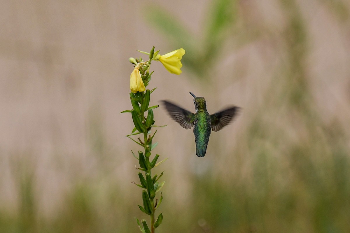 Ruby-throated Hummingbird - Ben Julian