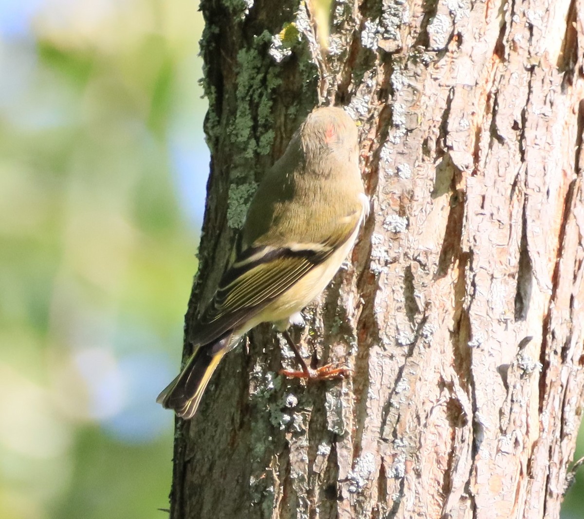 Ruby-crowned Kinglet - ML609099900