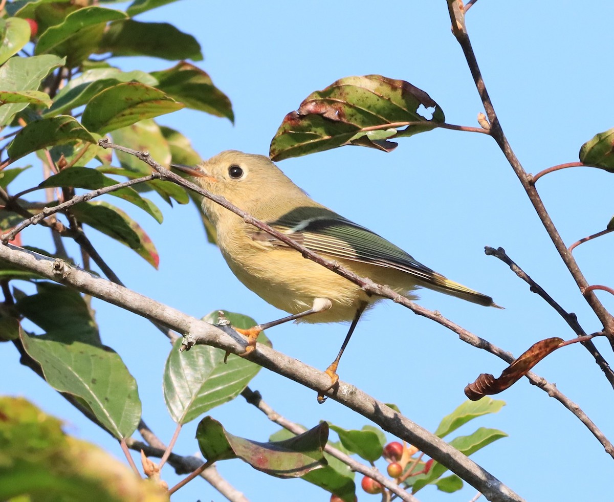 Ruby-crowned Kinglet - ML609099901