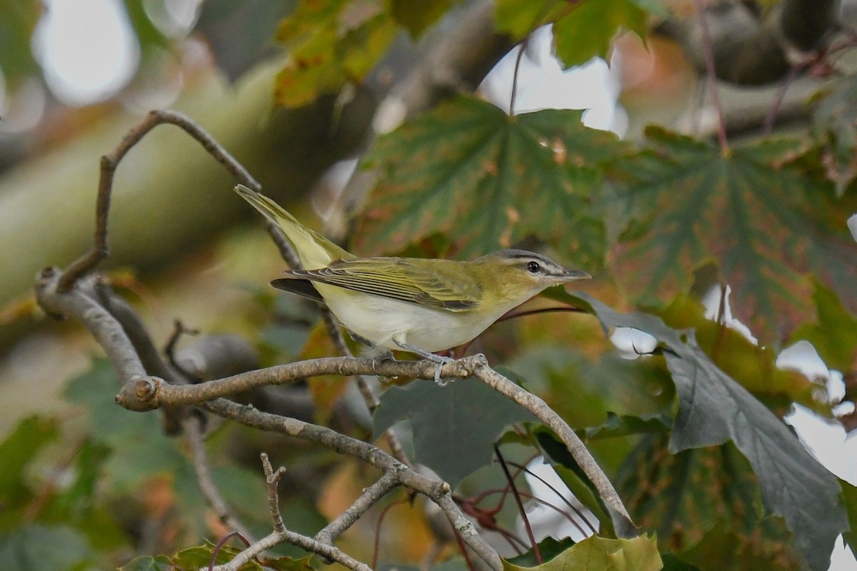 rødøyevireo - ML609099939