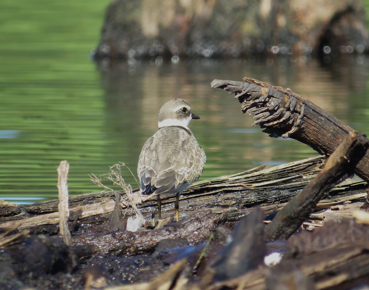 Semipalmated Plover - ML609099952