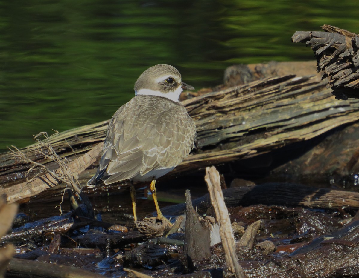 Semipalmated Plover - ML609099966