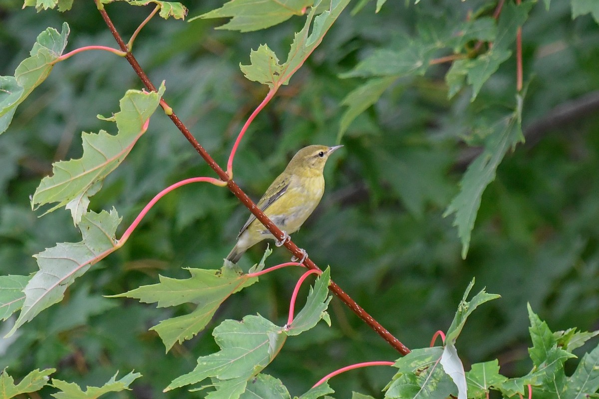 Tennessee Warbler - Ben Julian