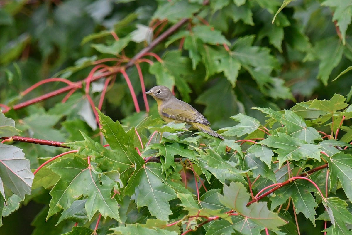 Nashville Warbler - Ben Julian