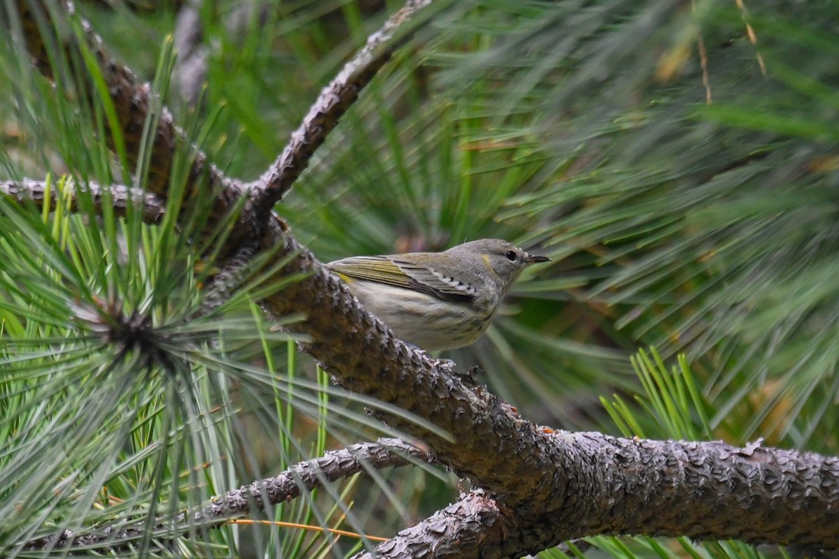 Paruline tigrée - ML609100037