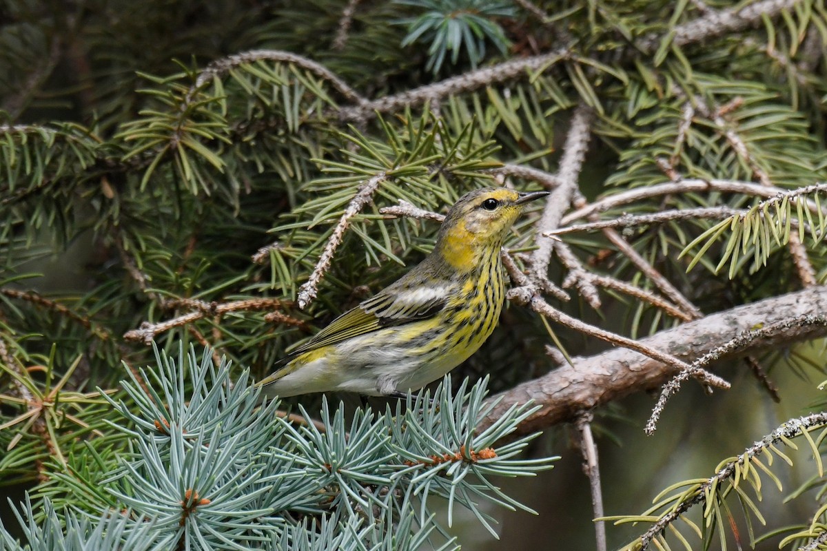 Paruline tigrée - ML609100038