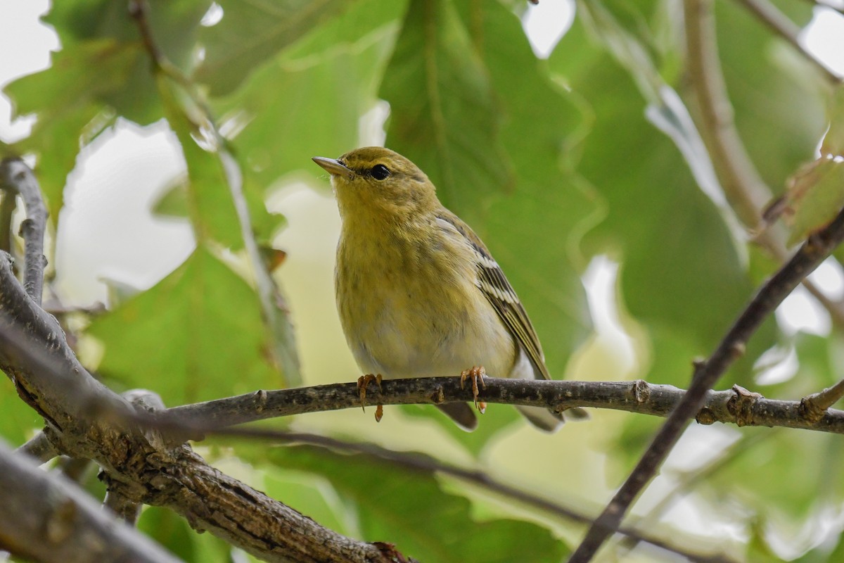 Blackpoll Warbler - ML609100107