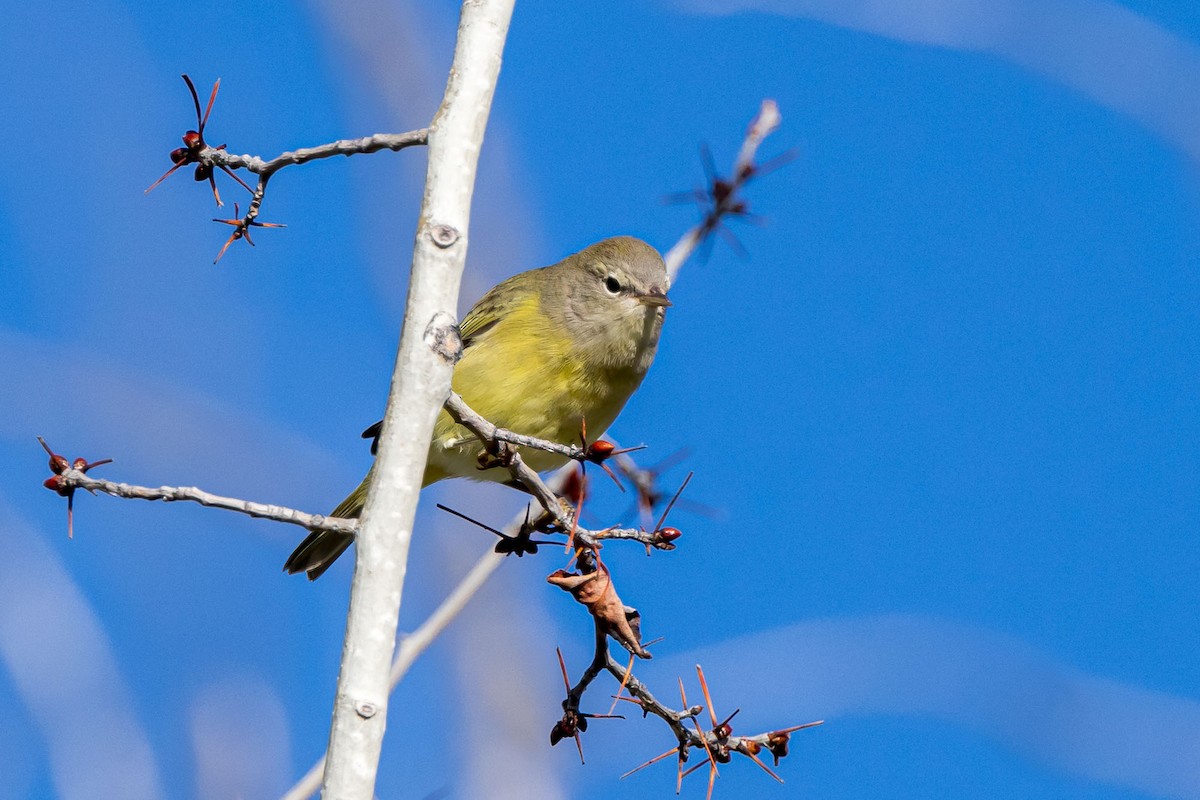 Orange-crowned Warbler - ML609100108