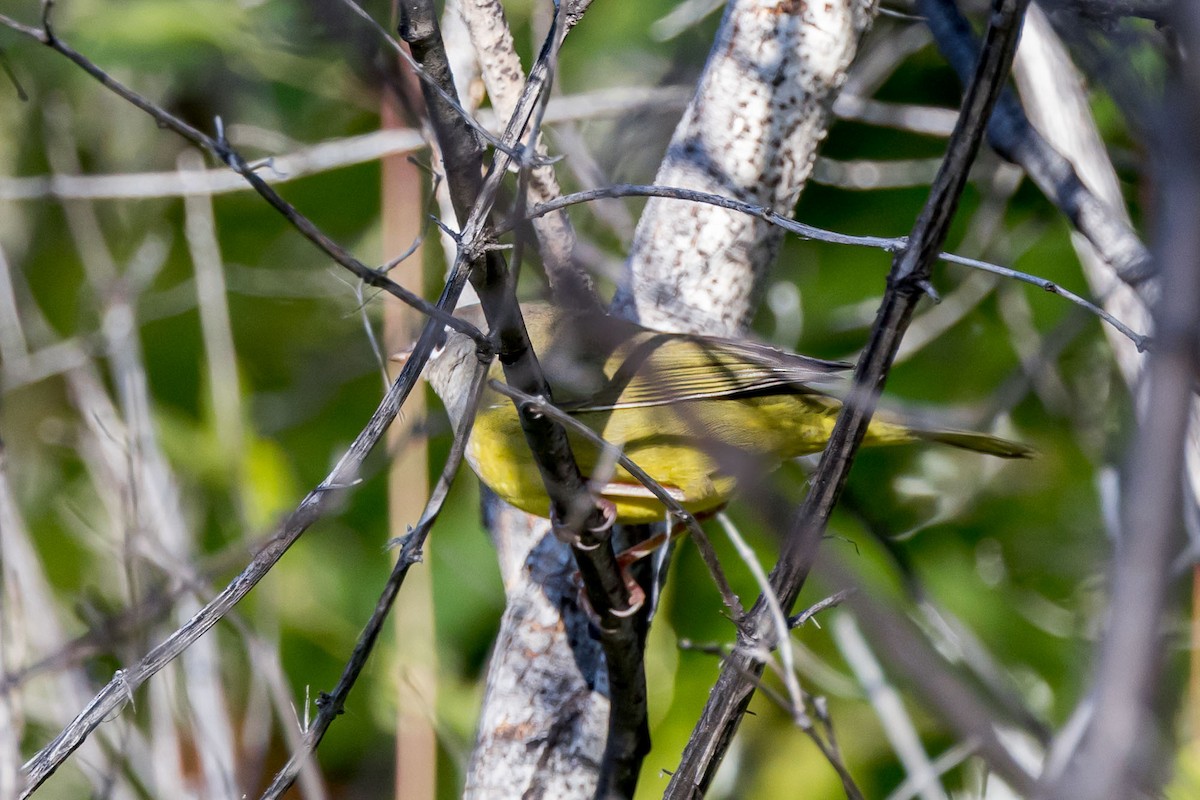 MacGillivray's Warbler - ML609100111