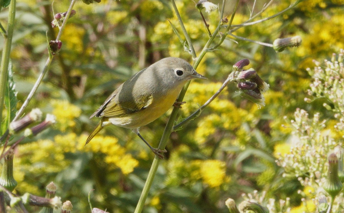 Nashville Warbler - Claire Herzog