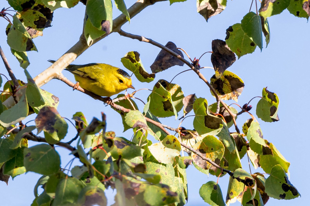 Wilson's Warbler - ML609100124