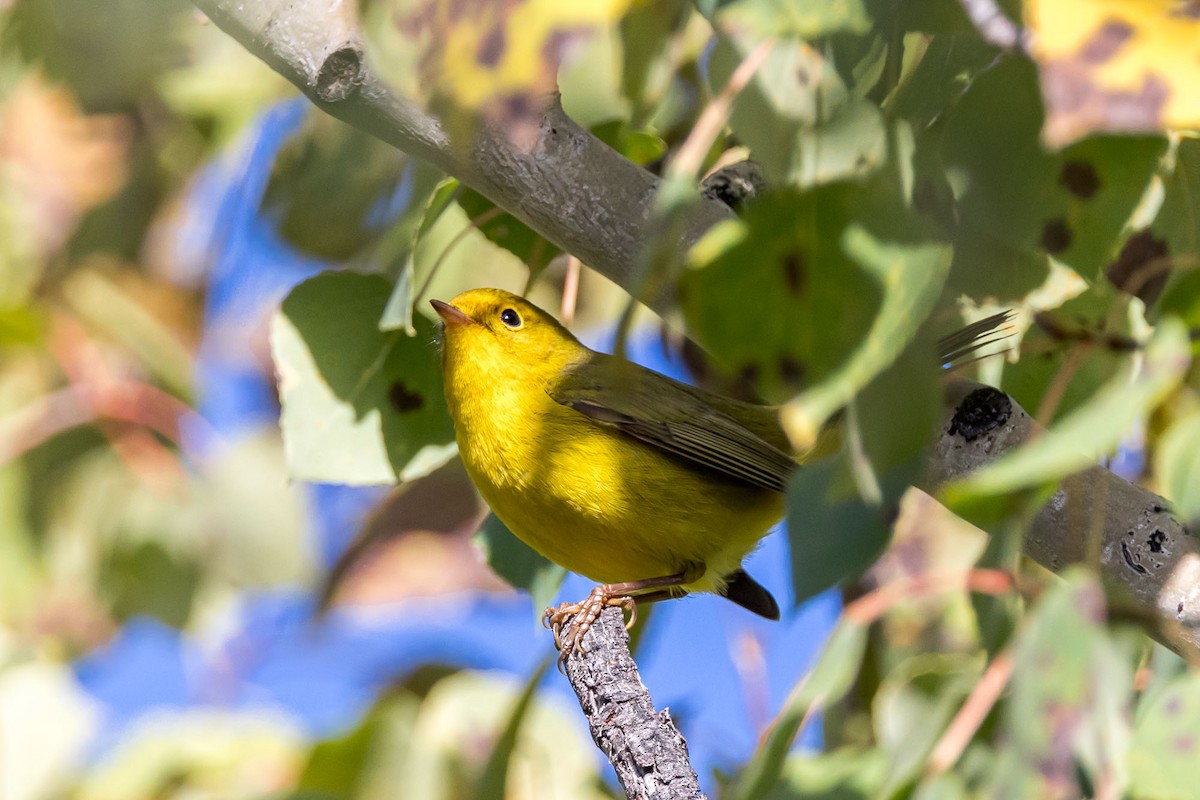 Wilson's Warbler - ML609100125