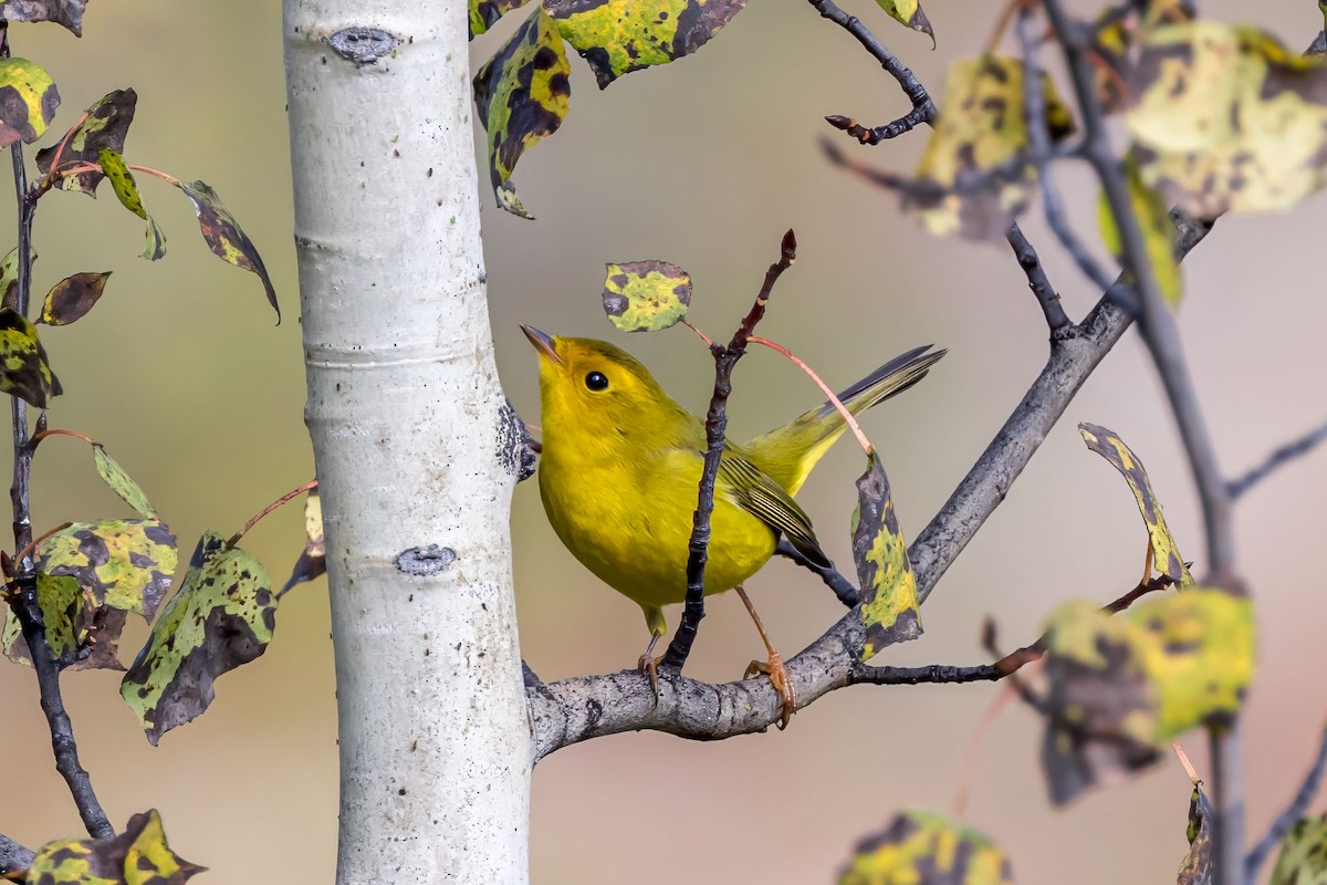 Wilson's Warbler - ML609100126