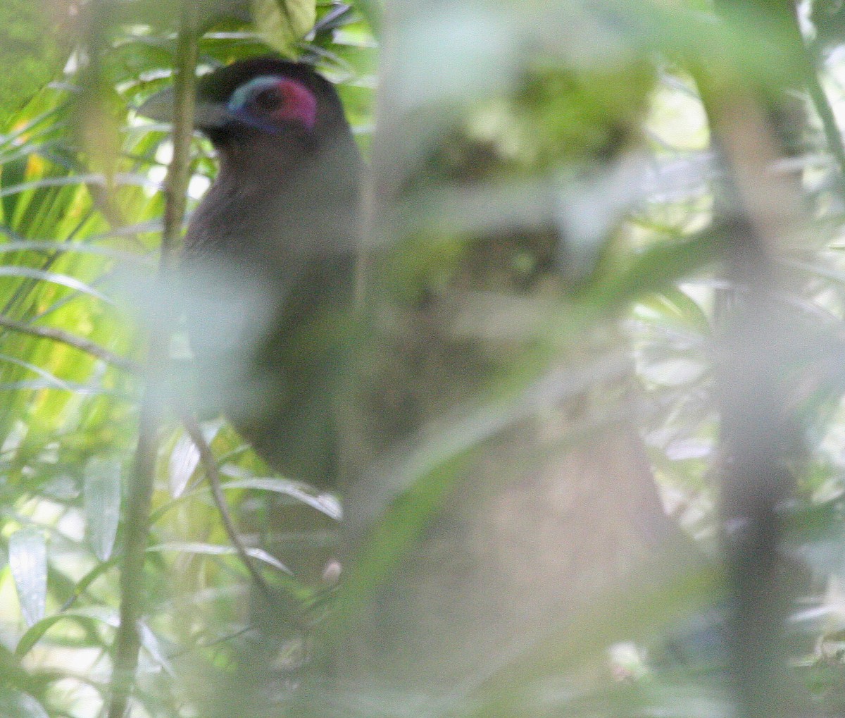 Sumatran Ground-Cuckoo - ML609100147