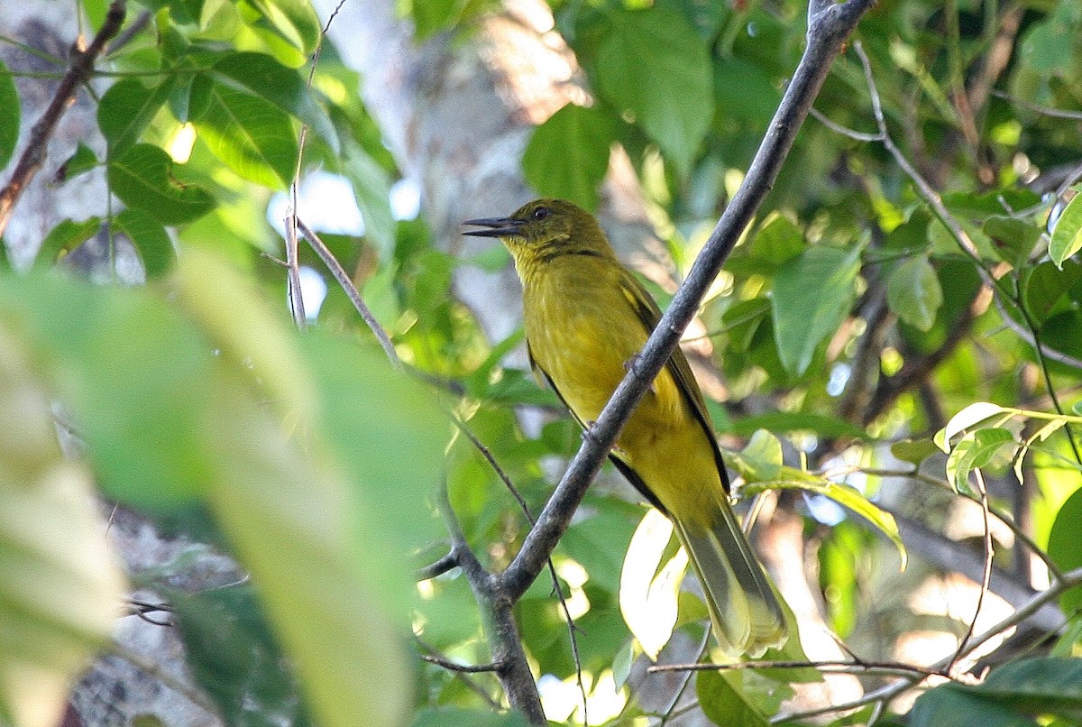 Banggai Golden-Bulbul - ML609100161