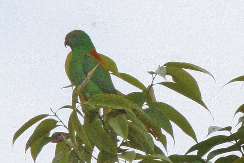 Sula Hanging-Parrot - Philippe Verbelen