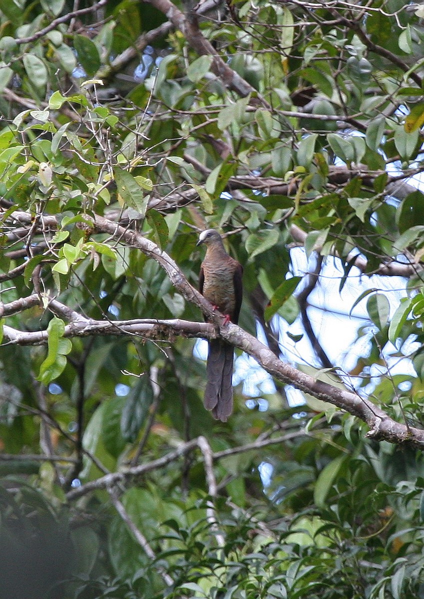 Sultan's Cuckoo-Dove - ML609100163