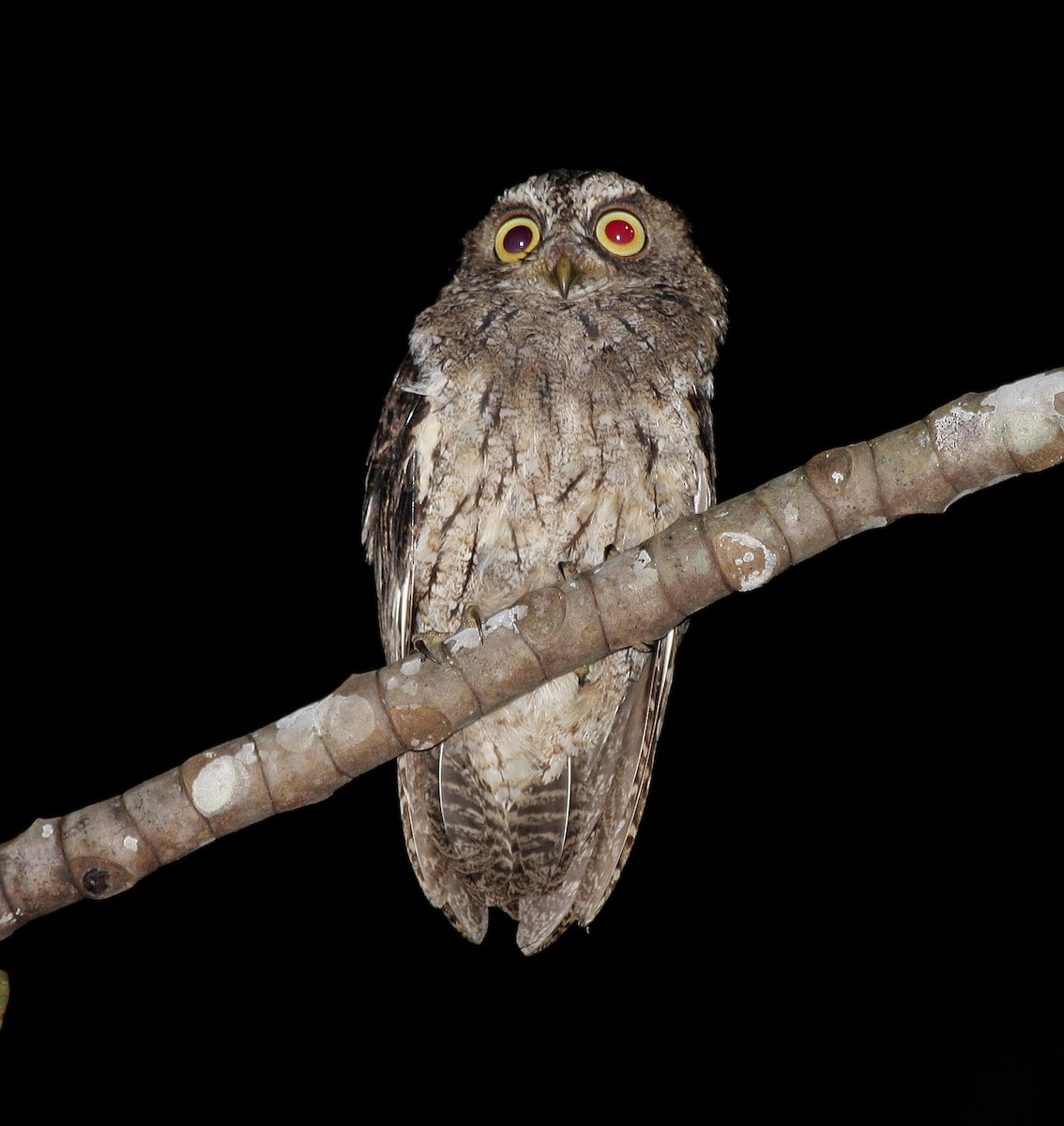 Sangihe Scops-Owl - Philippe Verbelen