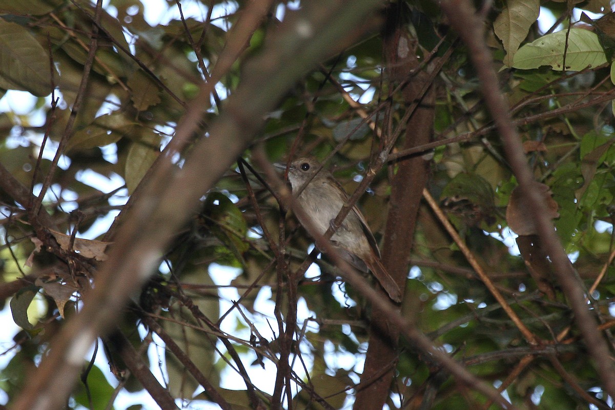 Banggai Jungle Flycatcher - ML609100176