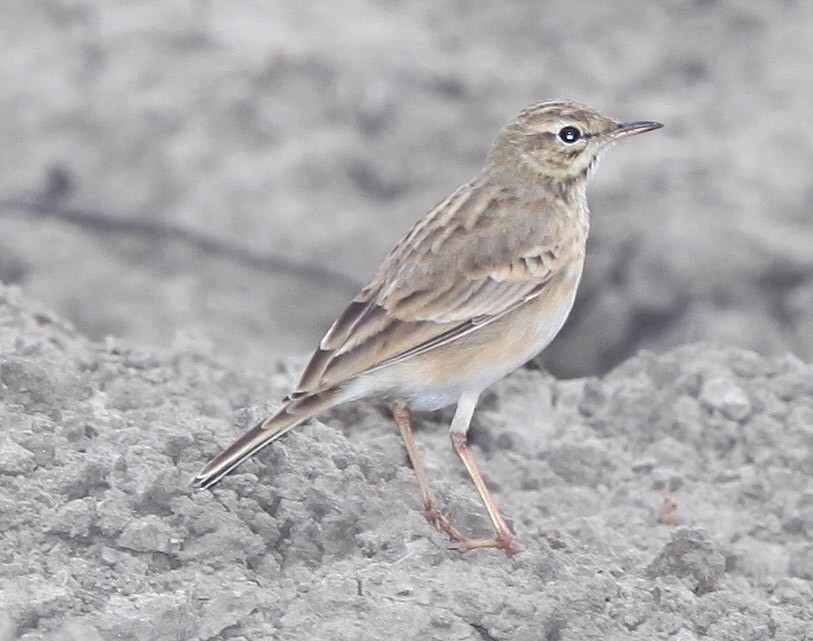 Paddyfield Pipit - ML609100191