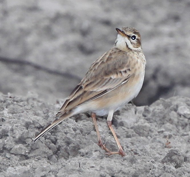 Paddyfield Pipit - ML609100192