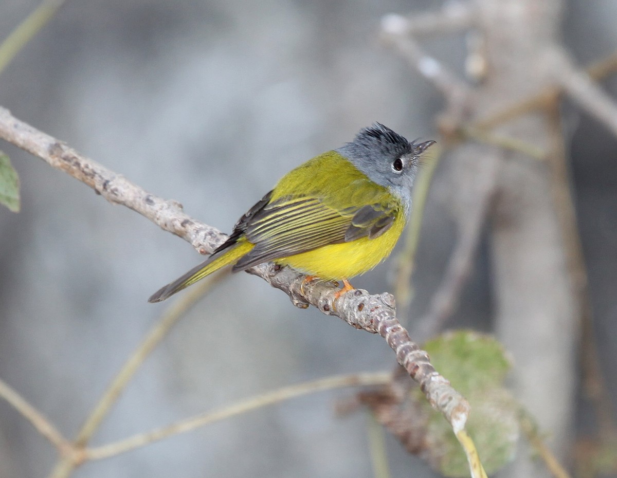 Gray-headed Canary-Flycatcher - ML609100202