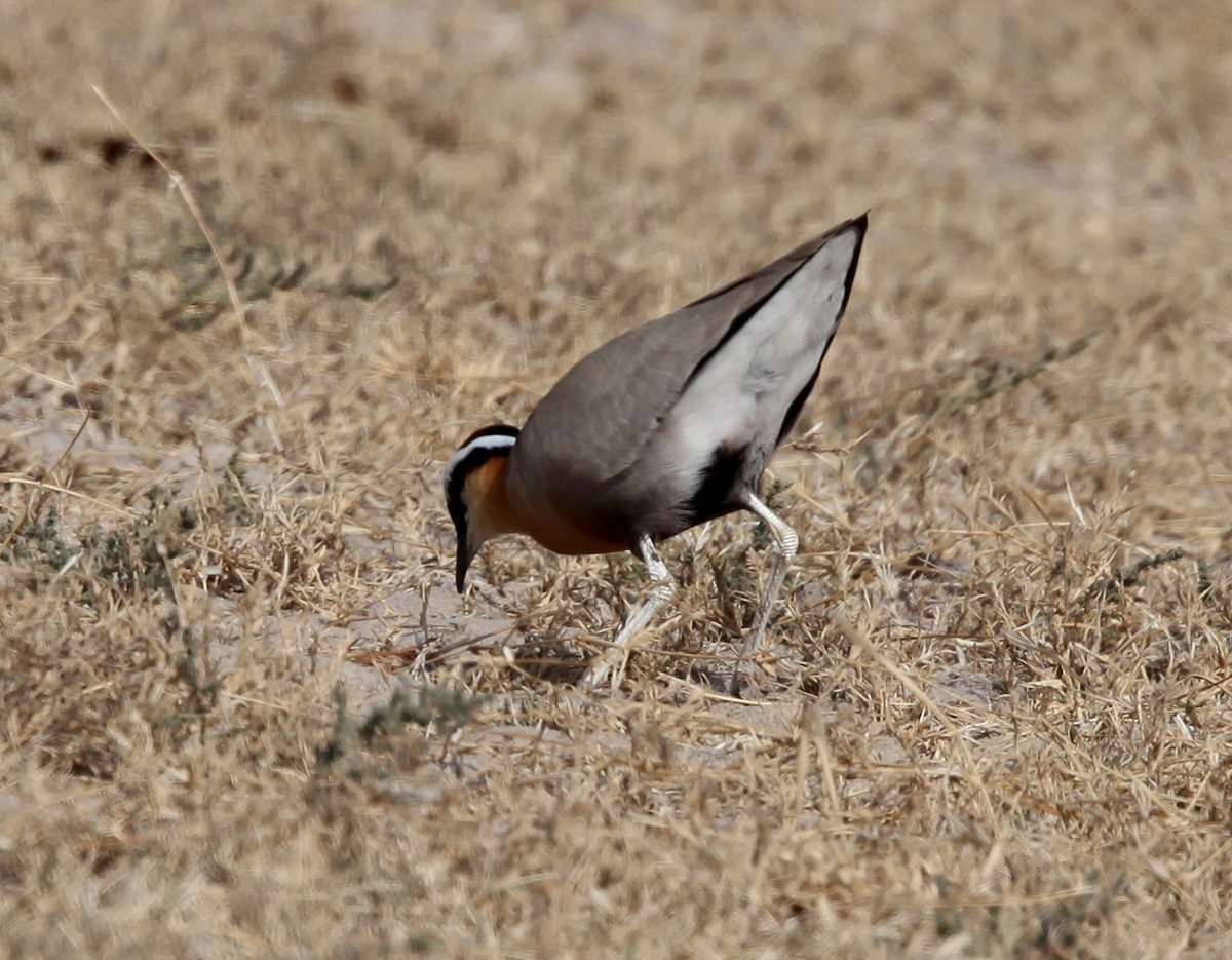 Indian Courser - Pam Rasmussen