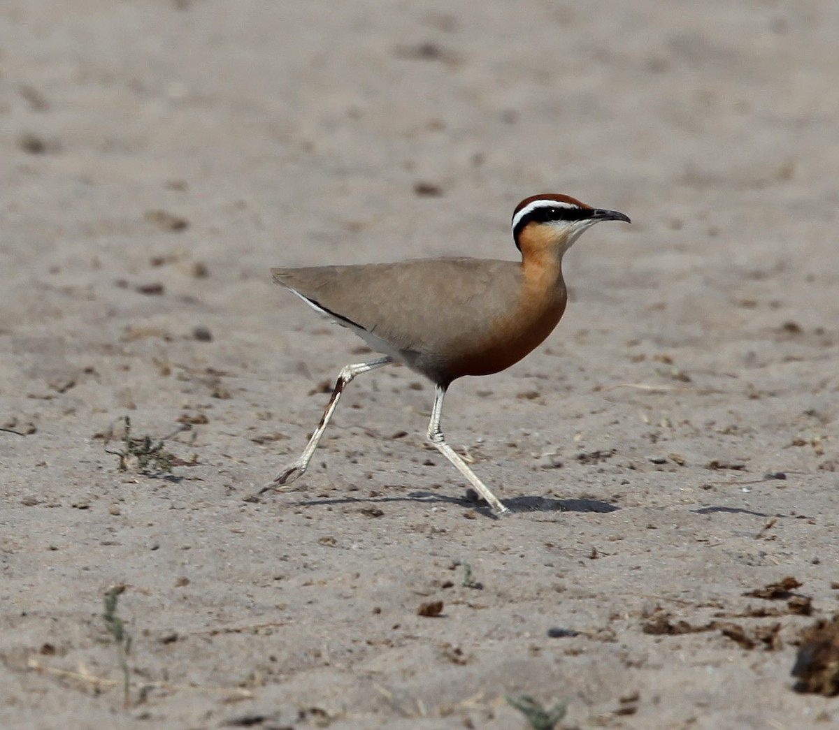 Indian Courser - Pam Rasmussen