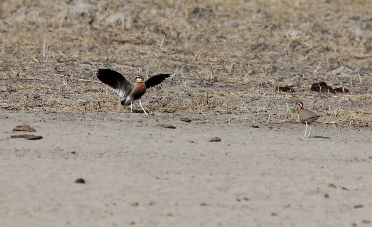 Indian Courser - Pam Rasmussen