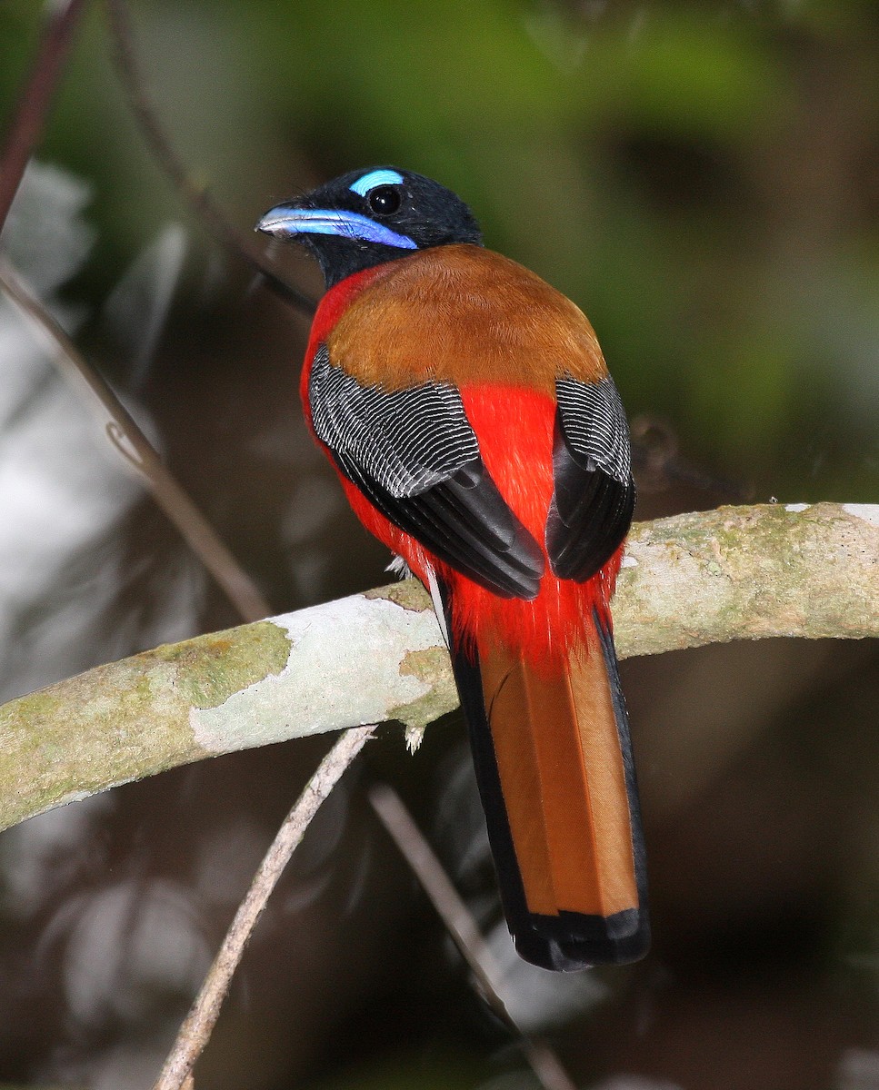 Scarlet-rumped Trogon - ML609100214