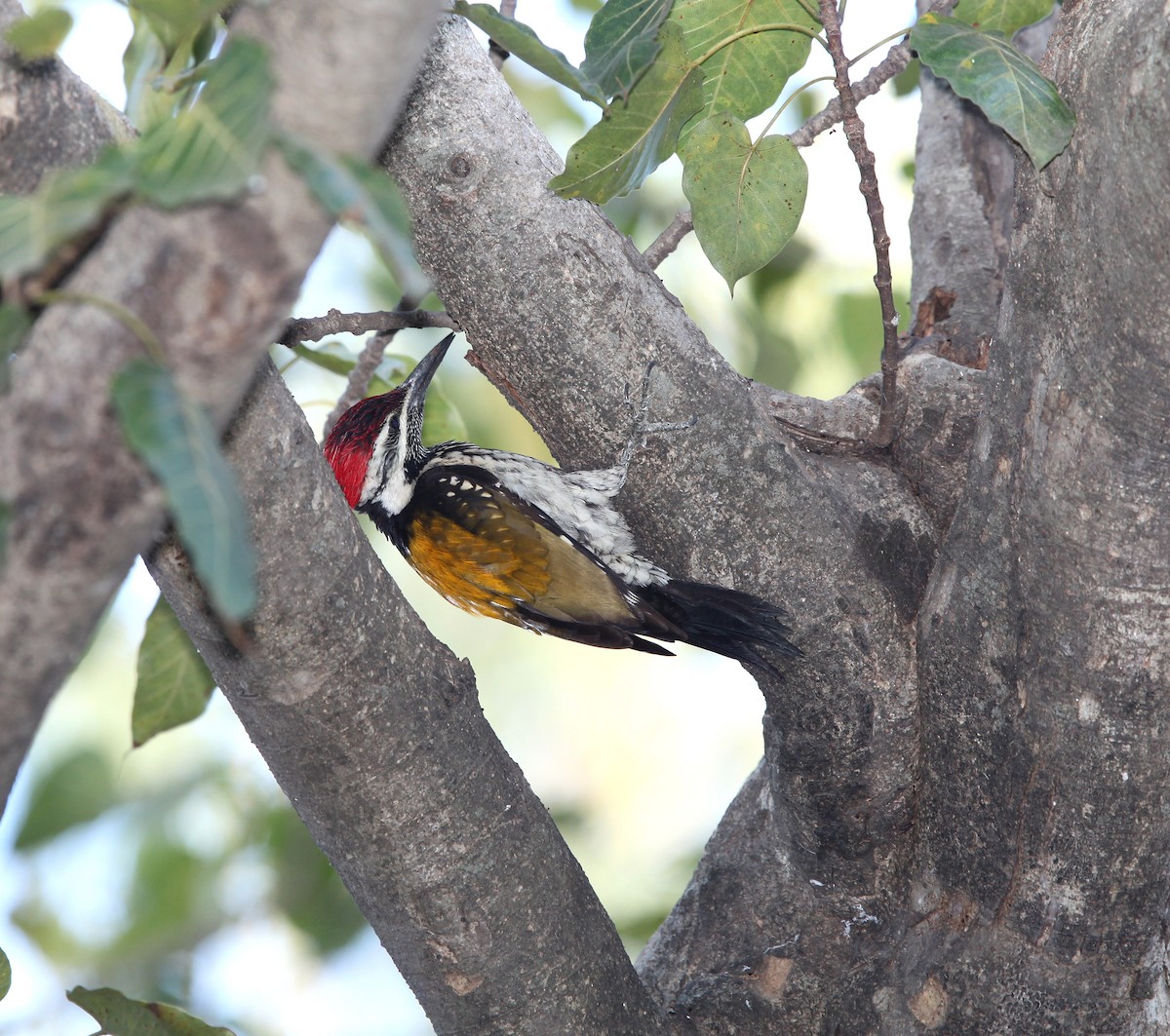 Black-rumped Flameback - Pam Rasmussen