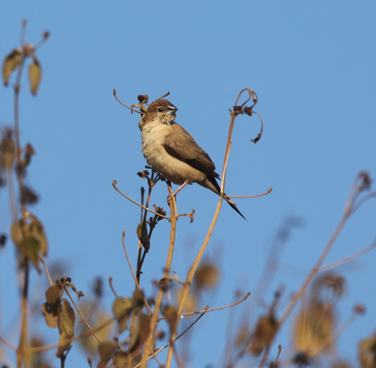 Indian Silverbill - ML609100226