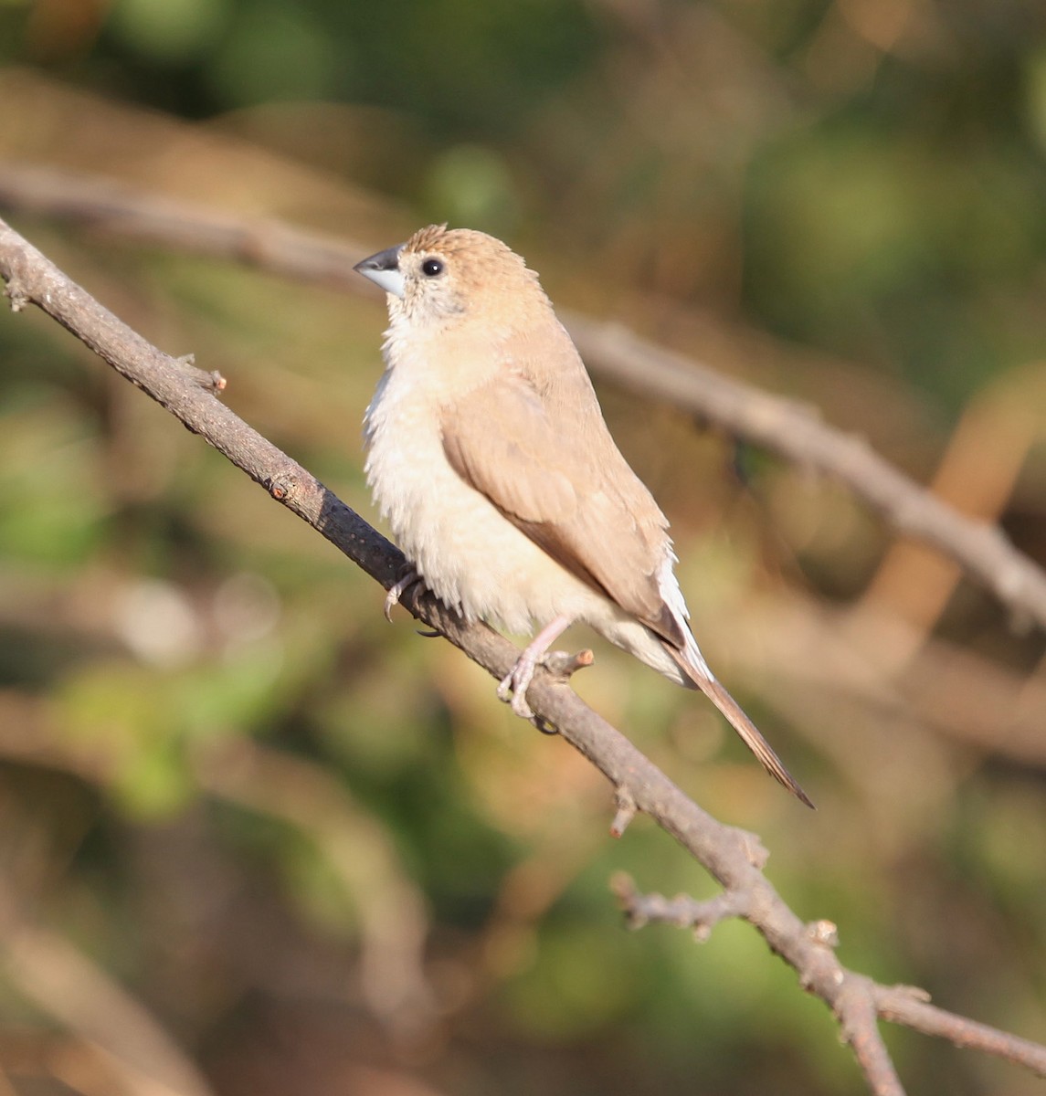 Indian Silverbill - ML609100228