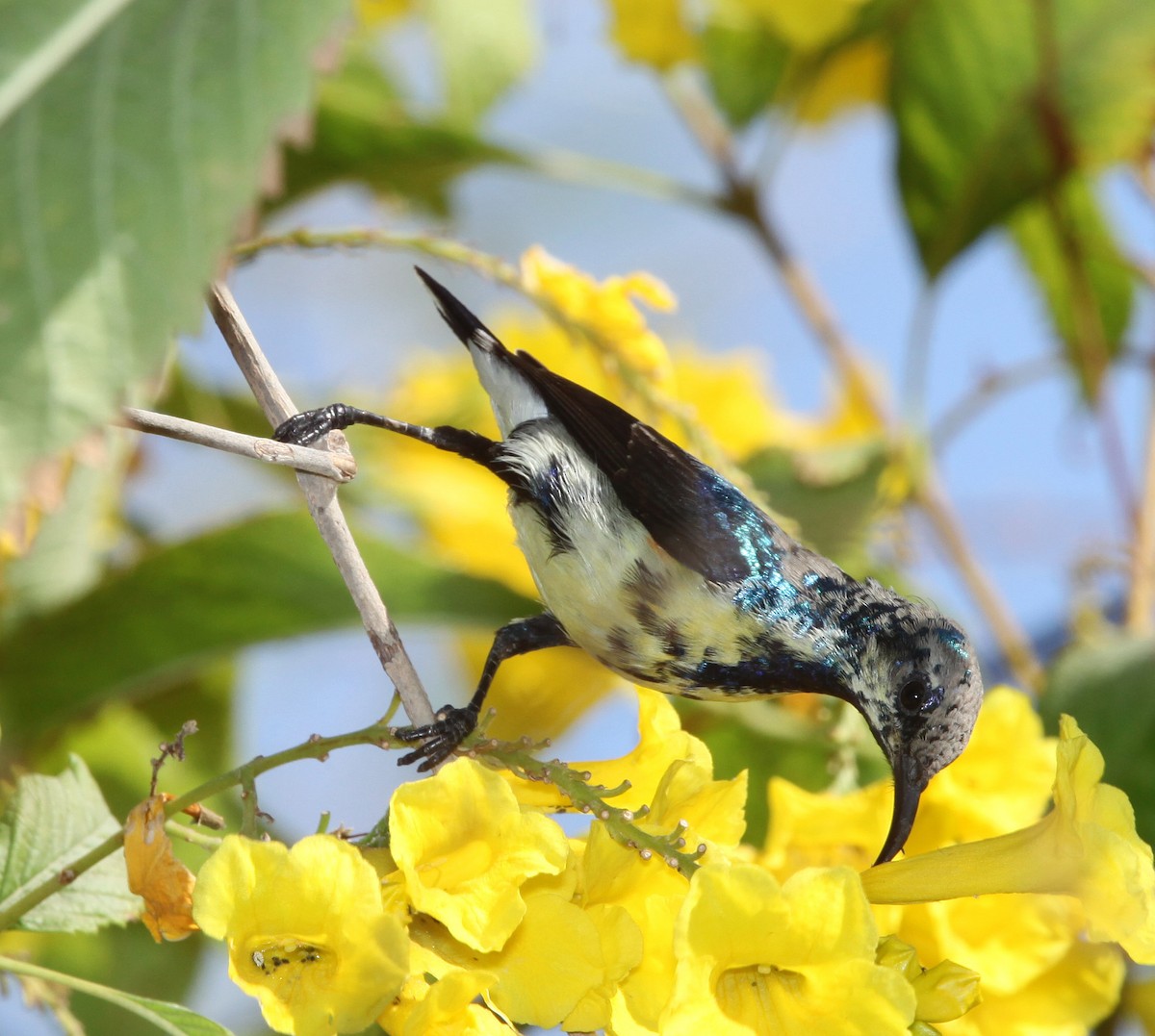 Purple Sunbird - ML609100230