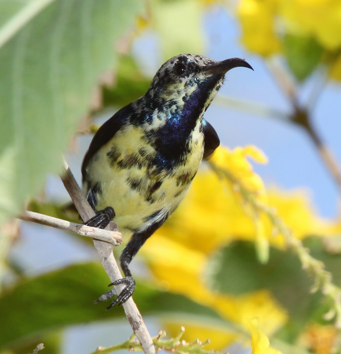 Purple Sunbird - ML609100231