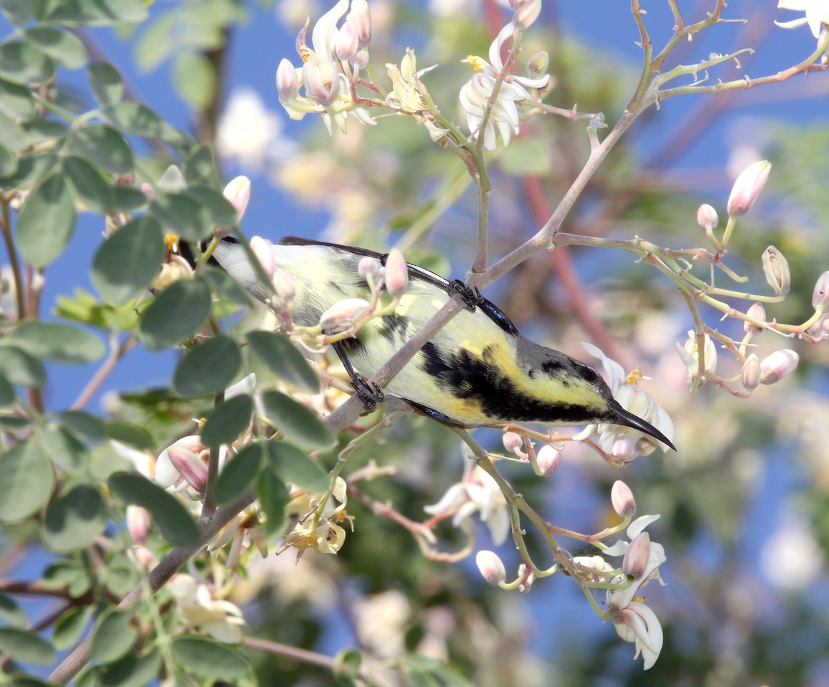 Purple Sunbird - ML609100233