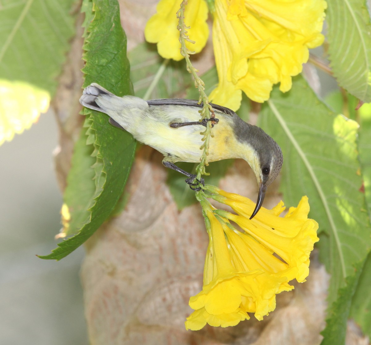 Purple Sunbird - ML609100234