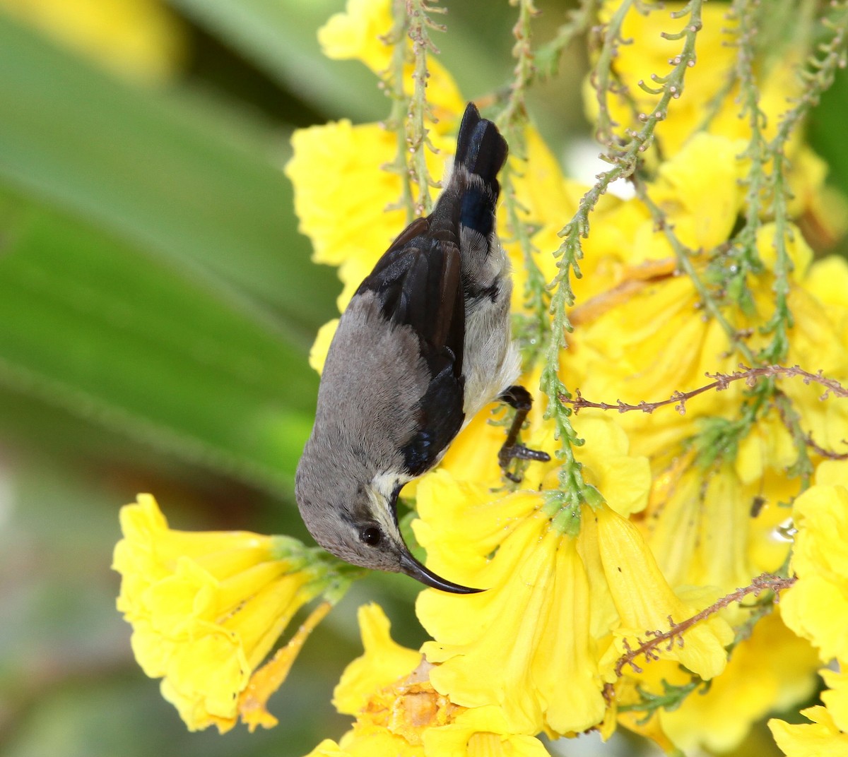 Purple Sunbird - ML609100235