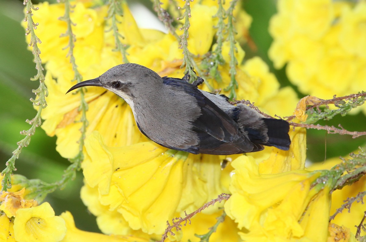Purple Sunbird - ML609100236