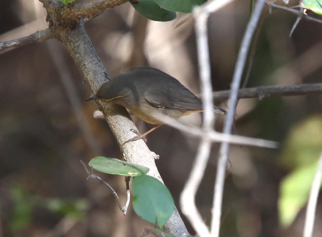 Mosquitero del Pamir - ML609100244