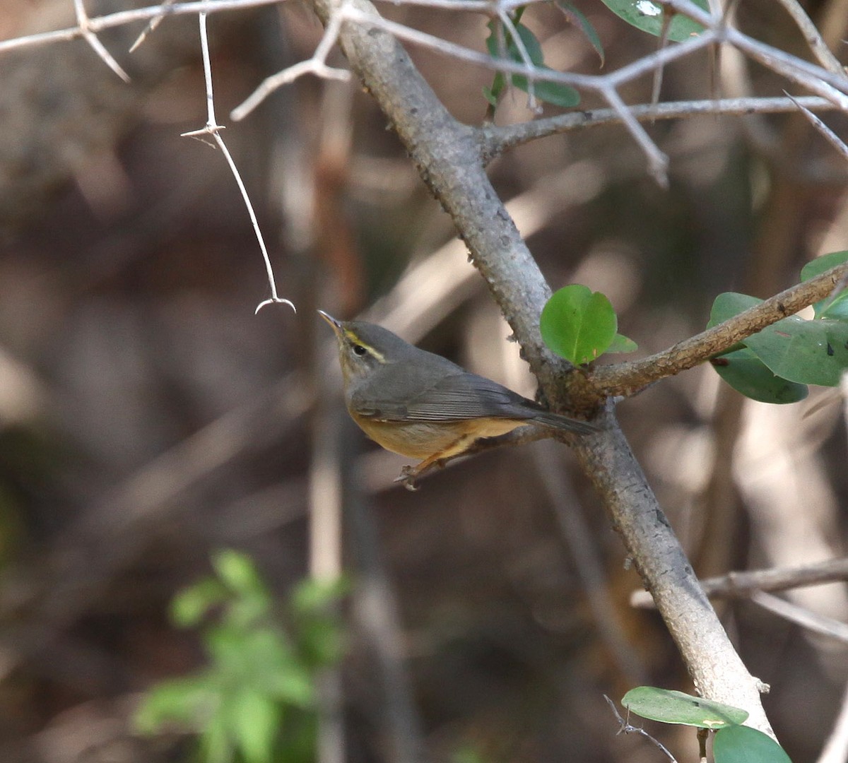 Sulphur-bellied Warbler - ML609100245