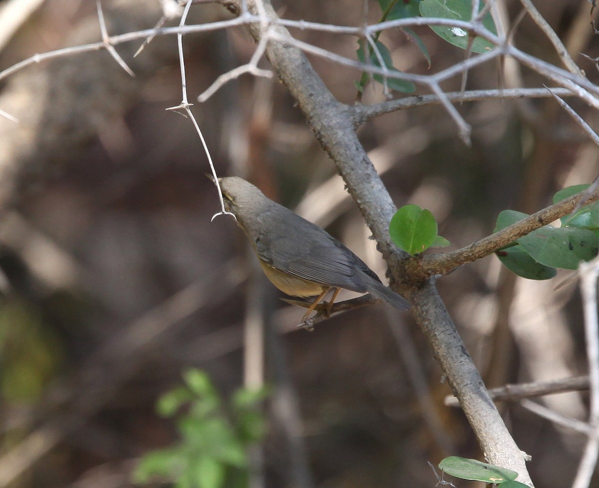 Sulphur-bellied Warbler - ML609100246