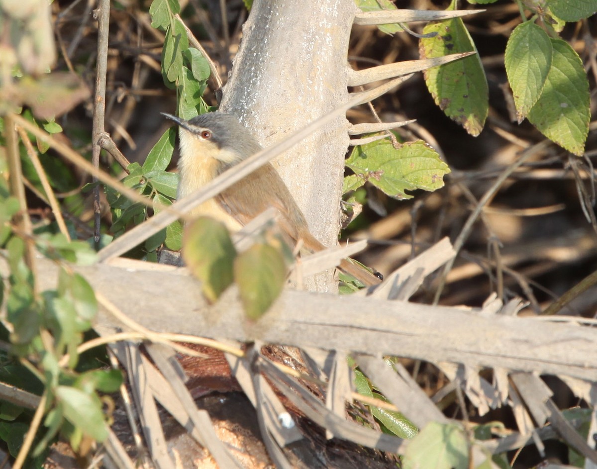 Prinia cendrée - ML609100250