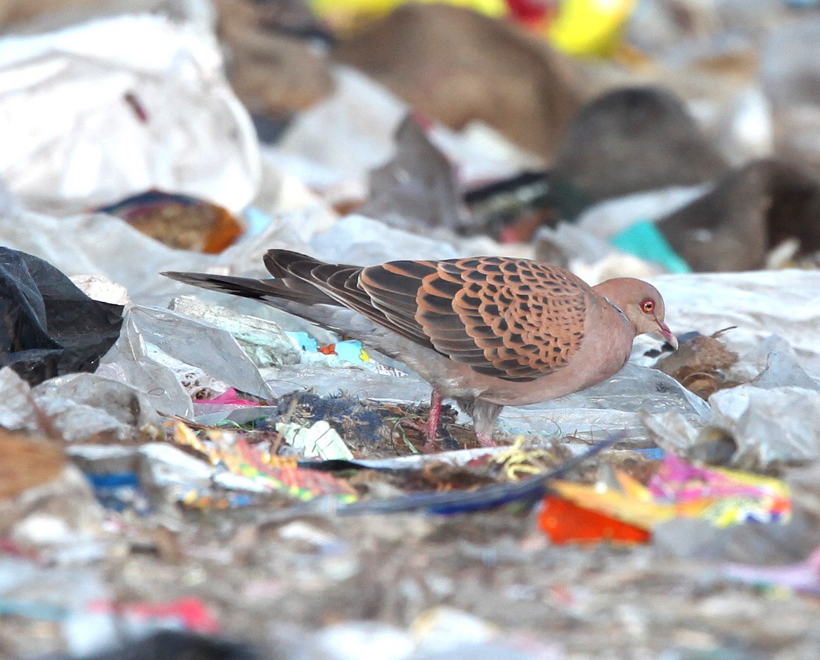 Oriental Turtle-Dove - ML609100260