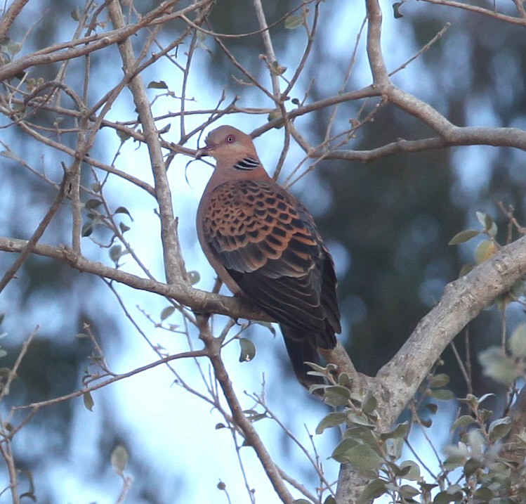 Oriental Turtle-Dove - ML609100261